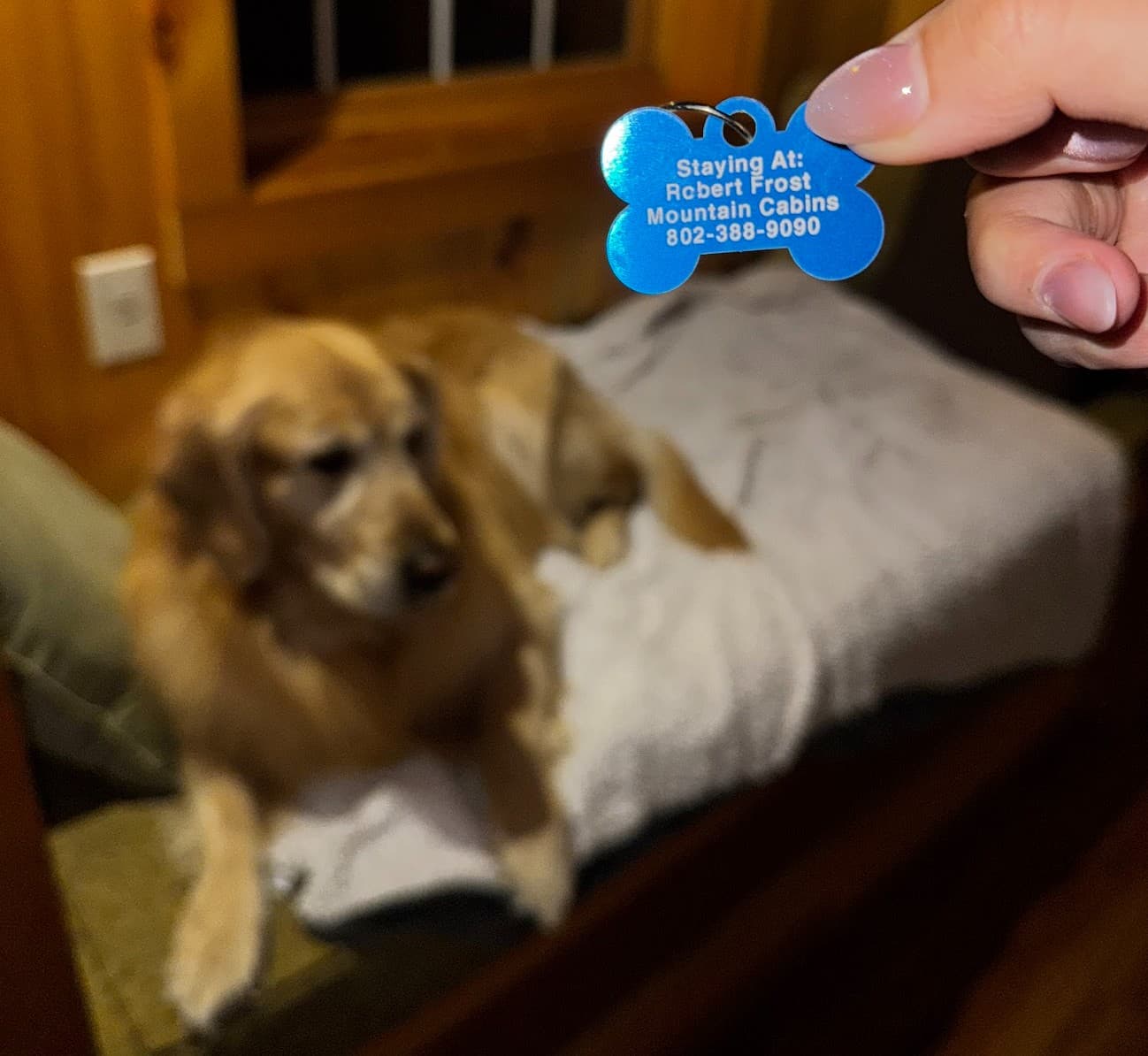 A golden retriever rests on a bed while a hand holds a blue dog tag with accommodation details.