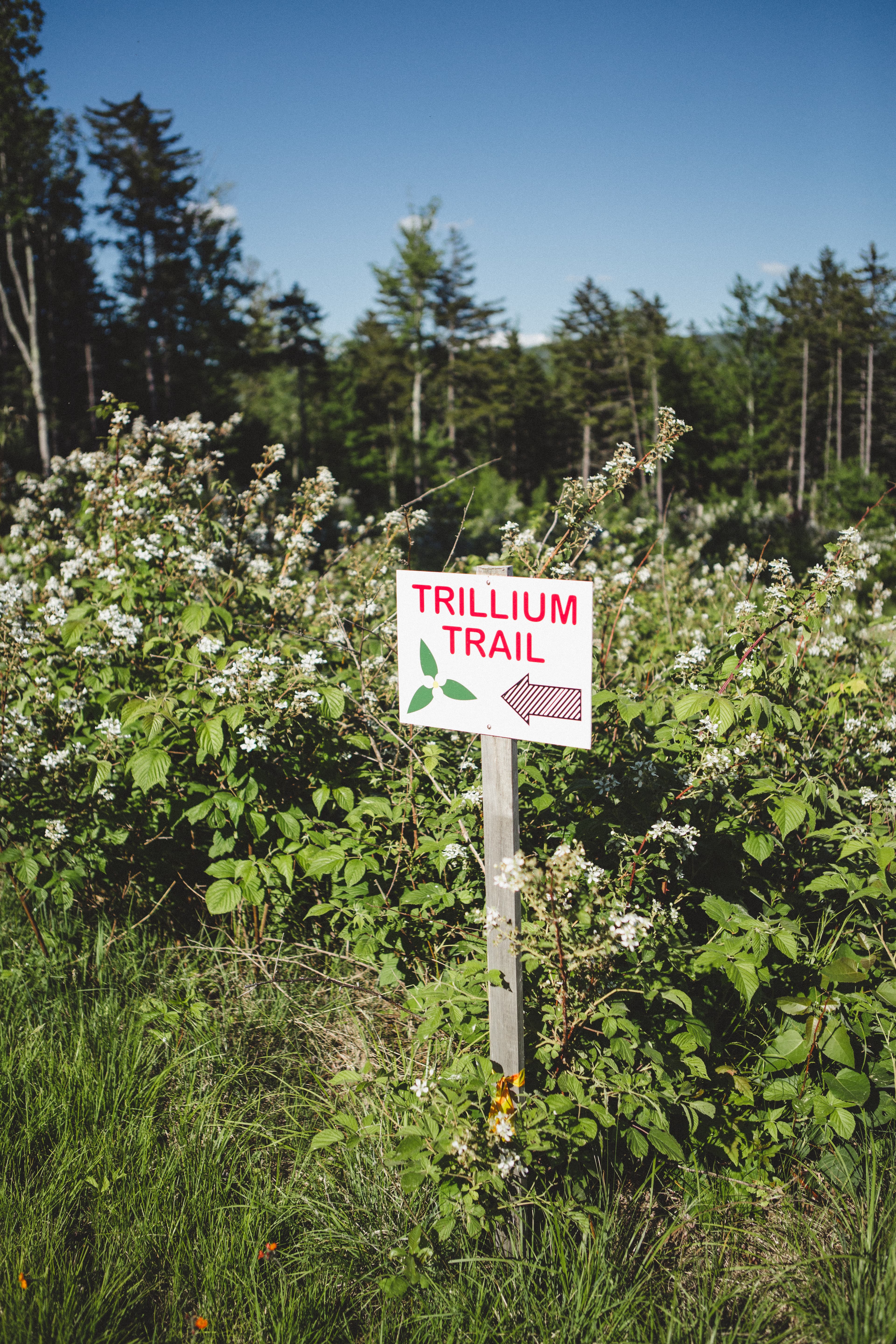 A sign labeled "Trillium Trail" with a left-pointing arrow amidst greenery and flowers.