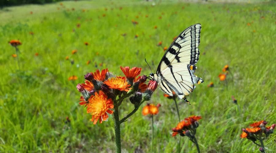 A butterfly sits on bright orange flowers in a green field.