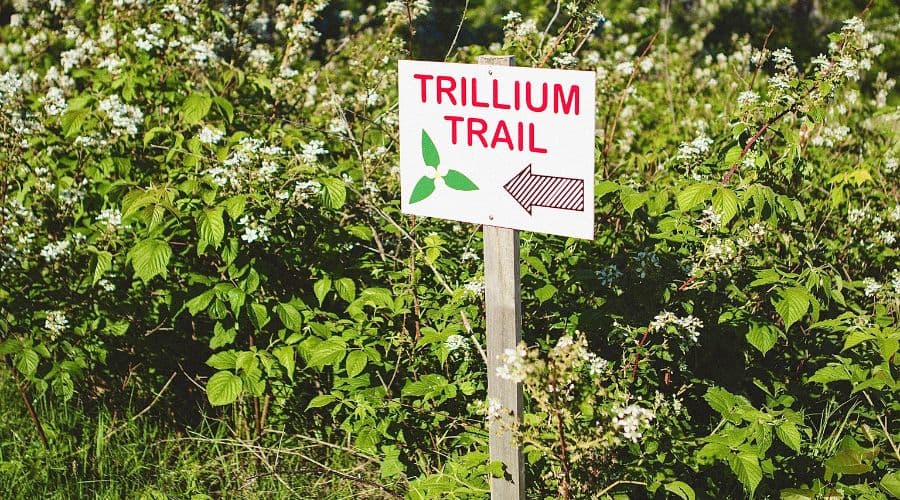 A sign pointing left to the Trillium Trail amidst blooming greenery.