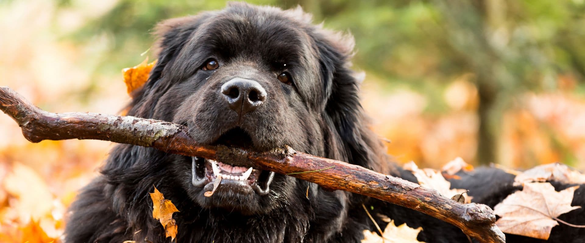 A large black dog holds a stick in its mouth, surrounded by autumn leaves.